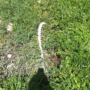 Meet your Posher, Kira